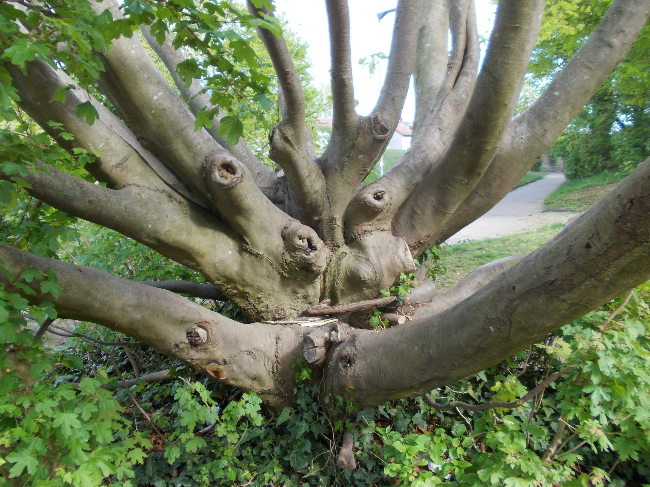Buchenwesen